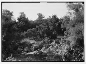 Palestine events. The earthquake of July 11, 1927. Jordan flow checked by caving in of the river banks. Trees thrown into midstream