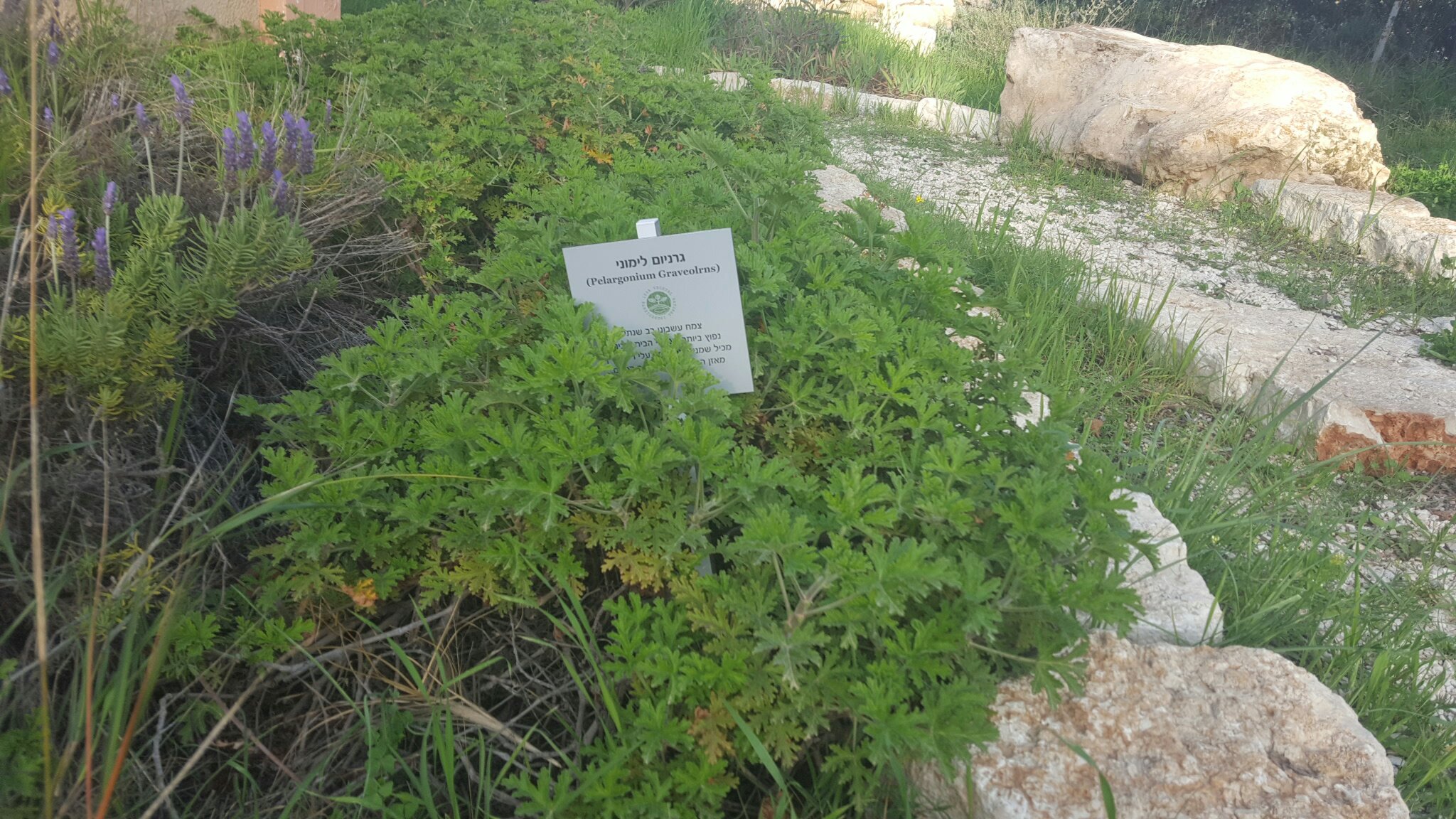 Pelagonium Graveolrns - Herbs of Kedem