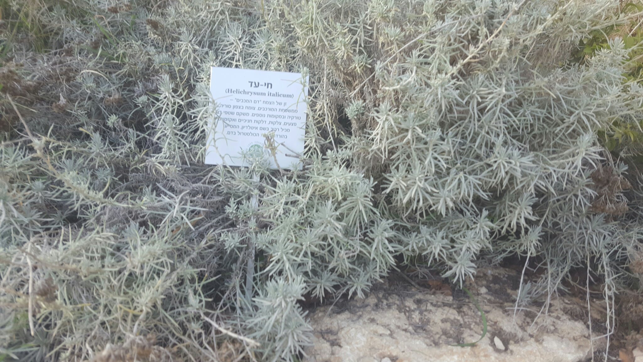 Helichrysum italicum - Herbs of Kedem