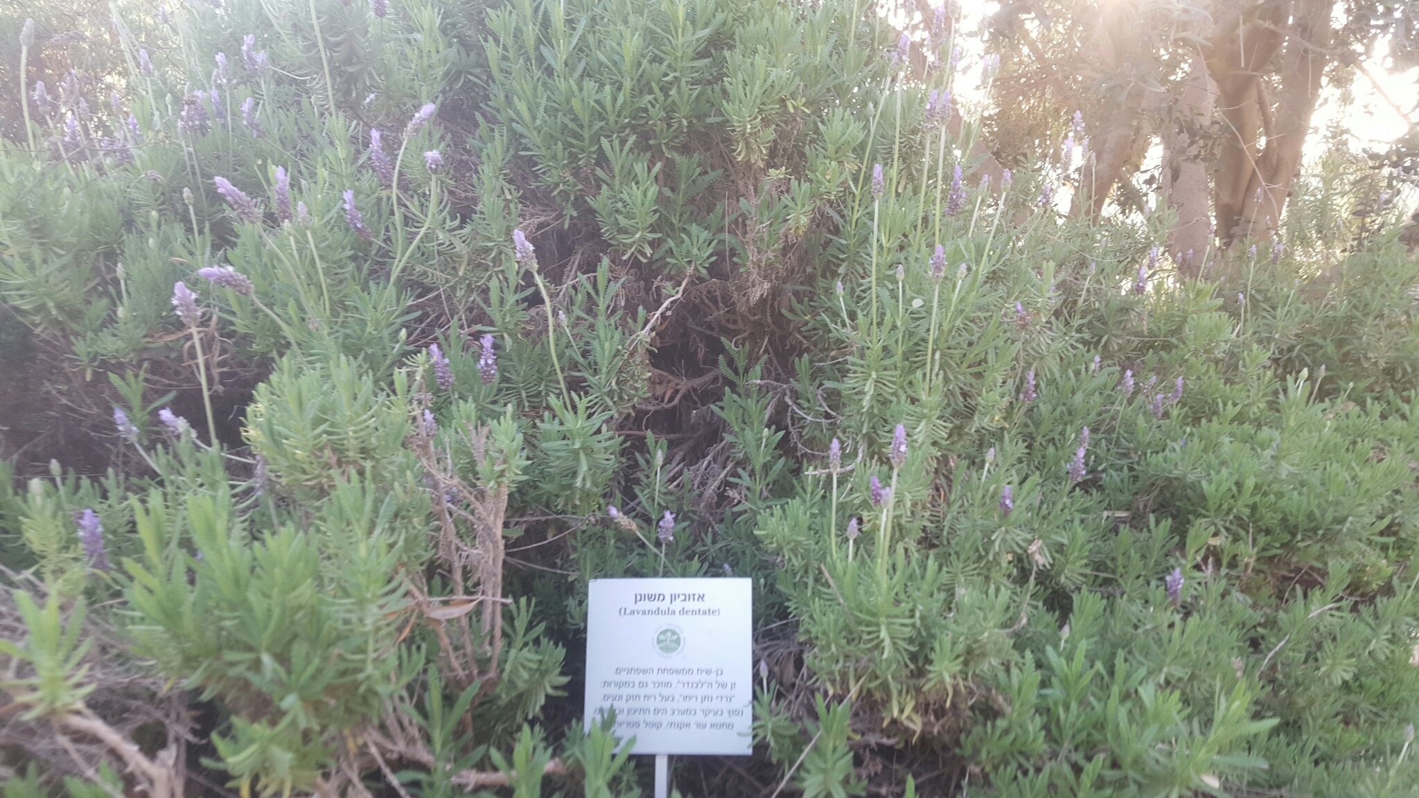 Lavandula dentata