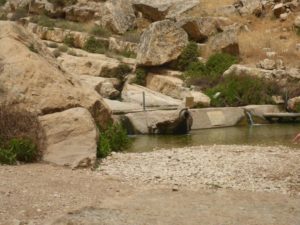 The stream - looking up