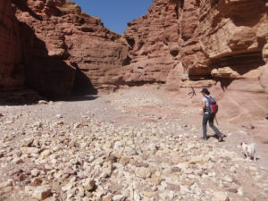Atzva and Xuxa eager to get some shade - Red Canyon