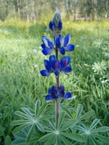 The Blue lupin flower - Hazaz caves