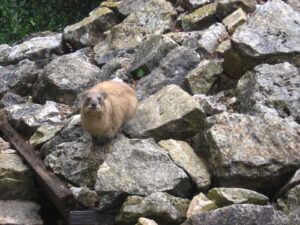 Rock hyrax