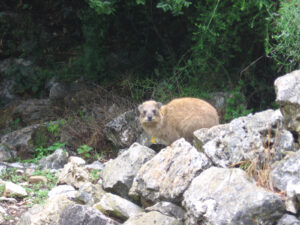 Rock hyrax