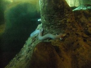 The Human Fish, with no eyes, has been adapted to live in caves. It is the largest animal that live in caves (up to 30 cm)