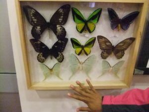 Huge and colorful Butterflies! (in the cave nature museum)