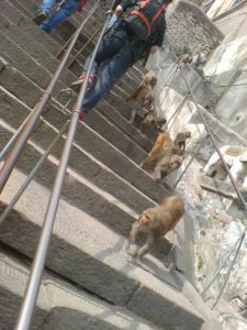 Well - they don't call it the Temple of monkeys for nothing