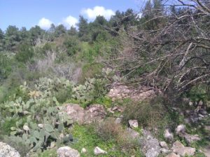 Ein Ajala ("spring of the deer") village ruins (the village was abandoned in the Operation Shoter in Independence War) - 3 - Ein Ayala