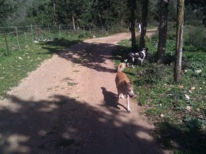 Couple of beautiful dogs on the Shimeri Stream - Ein Ayala