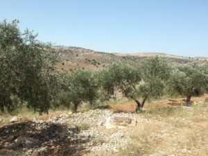 A cistern, pretty full, looking north to Peduel  - Zeredah