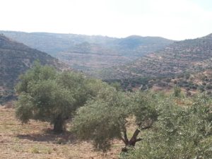 The view from the Artaba castle to the East. - Shuqba cave