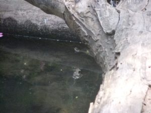 A turtle hiding in the stream