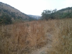 A typical view of Mezar creek: Thistle. Big, high thistles.