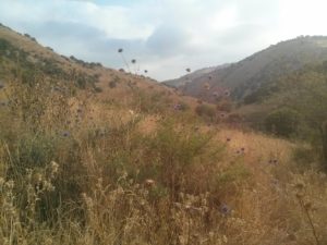 A typical view of Mezar creek: Thistle. Big, high thistles.