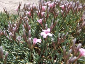 Plants that managed to handle the wind and the cold