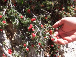 Plants that managed to handle the wind and the cold, this one is a kind of cherry tree that grow on the surface instead of up to the sky