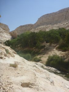 The upper part of the canyon, beautiful bulk of green within all the white. - Ein Ovdat