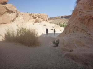 Looking from the spring to the canyon.