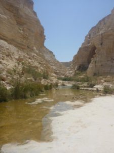 Water! in the middle of the desert! And there is more of it upstream - Ein Ovdat