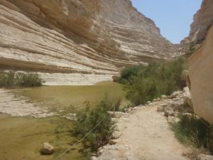 Water! in the middle of the desert! And there is more of it upstream - Ein Ovdat
