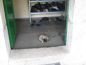 Cute cats on the way to the Anetto - Cuteness