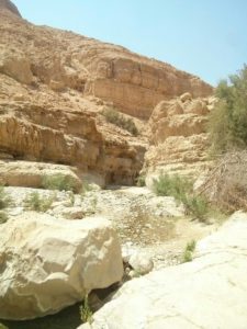 At first this creek looks like any other creek in the Judaean Desert - dry with a bit of green.. - Ein Gedi