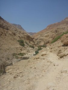 At first this creek looks like any other creek in the Judaean Desert - dry with a bit of green.. - Ein Gedi