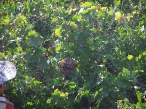 08242013-19 Ein Maroz spring with some the fruit of the land - olive, grape and pigs