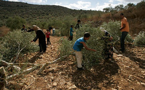 Palestinians watch their damaged olive trees - price tag