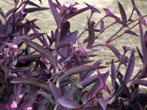 The Wandering Jew (The Tradescantia)