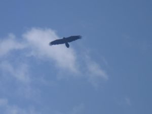 Just a nice Eagle in the sky =) - time