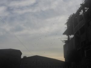 It might be this city is dead with all this vulture birds up in the air - hungry