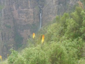 A beautiful flower that was along the trail - Semien Mountains