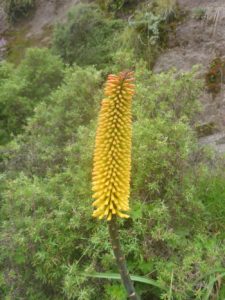 A beautiful flower that was along the trail - Semien Mountains