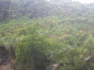 A beautiful flower that was along the trail - Semien Mountains