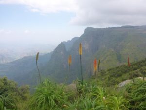 A beautiful flower that was along the trail - Semien Mountains