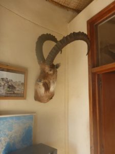 The head of a Walia (Ibex) that area is famous of, inside the Simien mountains office building.