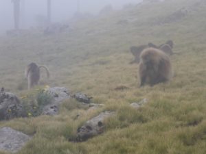 Baboons! Gelda Baboons