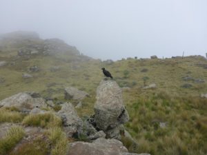 A single bird on top of the mountain