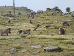 And more Gelda Baboons