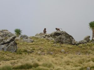 And more Gelda Baboons