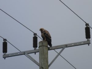 Just an eagle - armed scout