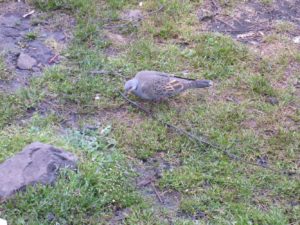 A scary pigeon - armed scout