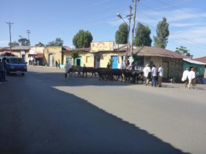 Just a herd of cows in the streets