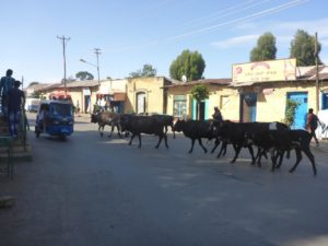 Just a herd of cows in the streets