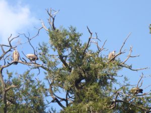 Eagles on the tree outside the church