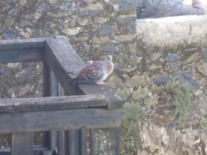 Scary pigeon sitting on the balcony - Fasil Ghebbi