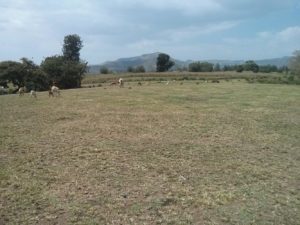 Sheep, goats and cows on the plain above the waterfalls