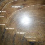 San Fransisco - Muir Woods - Those are really big trees!